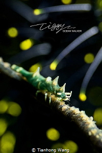 NIGHT SHOW
The yellow defocus of the background look lik... by Tianhong Wang 